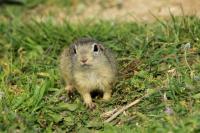 European ground squirrel