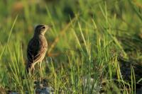 Anthus rufulus