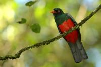 Trogon massena