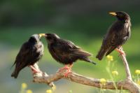 Sturnus unicolor