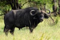 African buffalo