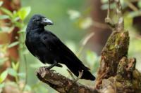 Corvus macrorhynchos