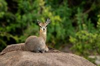 Klipspringer