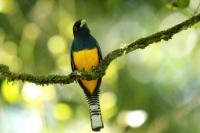 Trogon caligatus