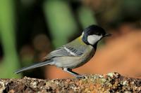 Parus minor