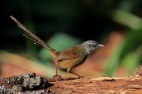 Prinia atrogularis