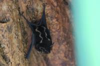 Greater sac-winged bat