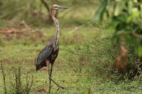 Ardea goliath