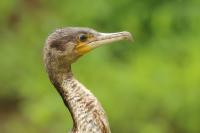 Phalacrocorax lucidus