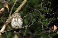 Glaucidium passerinum 