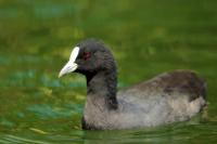 Fulica atra australis