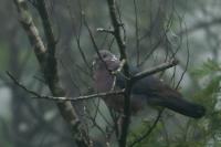 Columba torringtoniae