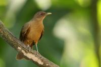 Turdus grayi