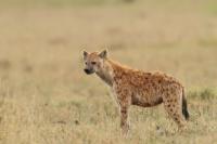 Spotted hyena