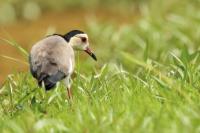 Vanellus crassirostris 