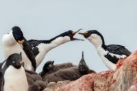 Phalacrocorax bransfieldensis