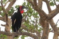 Bucorvus leadbeateri 