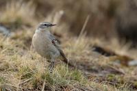 Anthus spinoletta