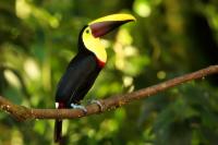 Ramphastos swainsonii