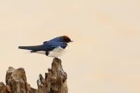 Hirundo smithii