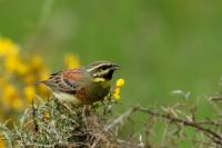 Emberiza cirlus