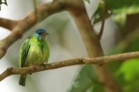 Dacnis cayana