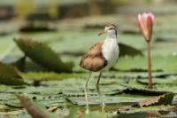 Jacana spinosa