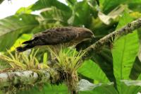 Buteo platypterus