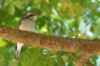 Tephrodornis affinis