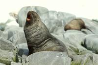 Antarctic fur seal