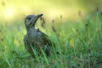 Picus viridis