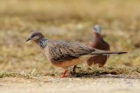 Streptopelia chinensis