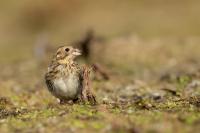 Emberiza calandra