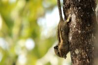 Siberian Chipmunk