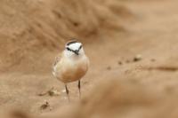 Charadrius marginatus