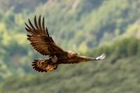 Aquila chrysaetos