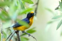 Euphonia violacea