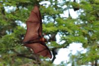 Indian flying fox