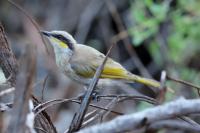 Lichenostomus keartlandi