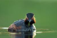 Podiceps nigricollis