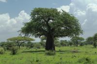 Tanzania-FLORA