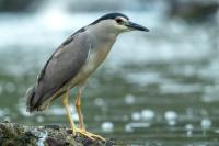 Nycticorax nycticorax