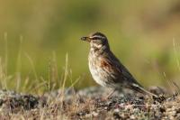 Turdus iliacus