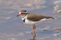 Charadrius tricollaris