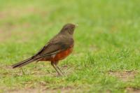 Turdus rufiventris