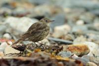 Anthus petrosus