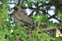 Lamprotornis unicolor