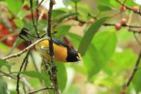 Euphonia minuta