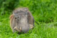 Common warthog