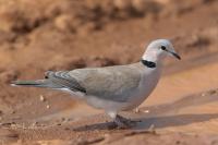 Streptopelia capicola